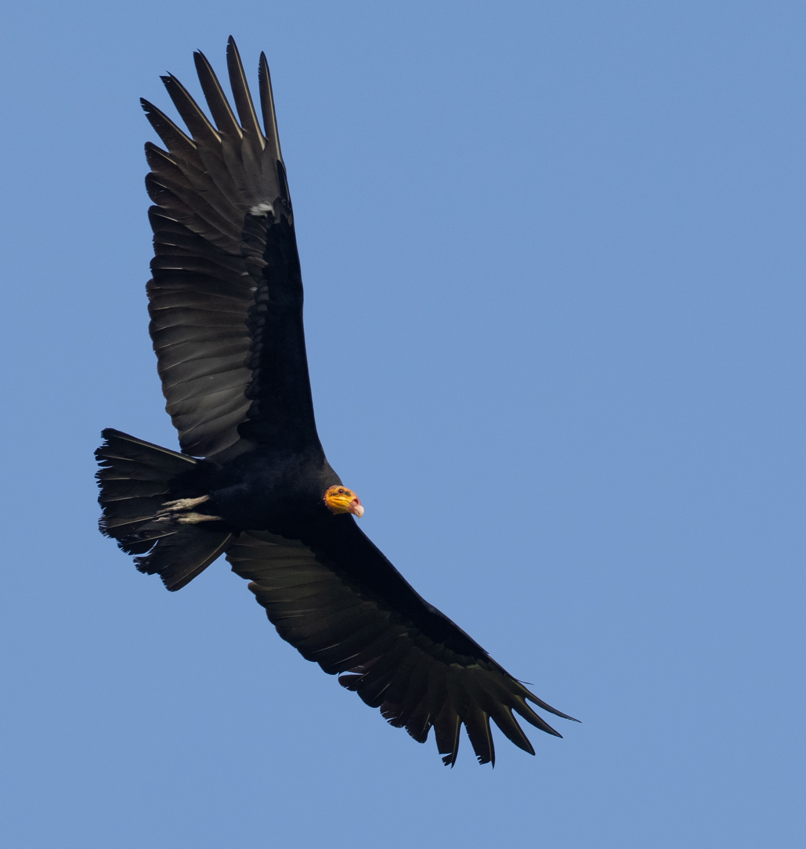 image Greater Yellow-headed Vulture